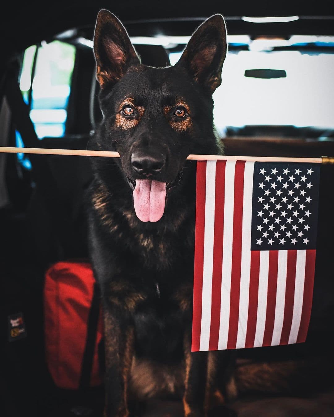 A dark shepherd holding a small American flag in its mouth