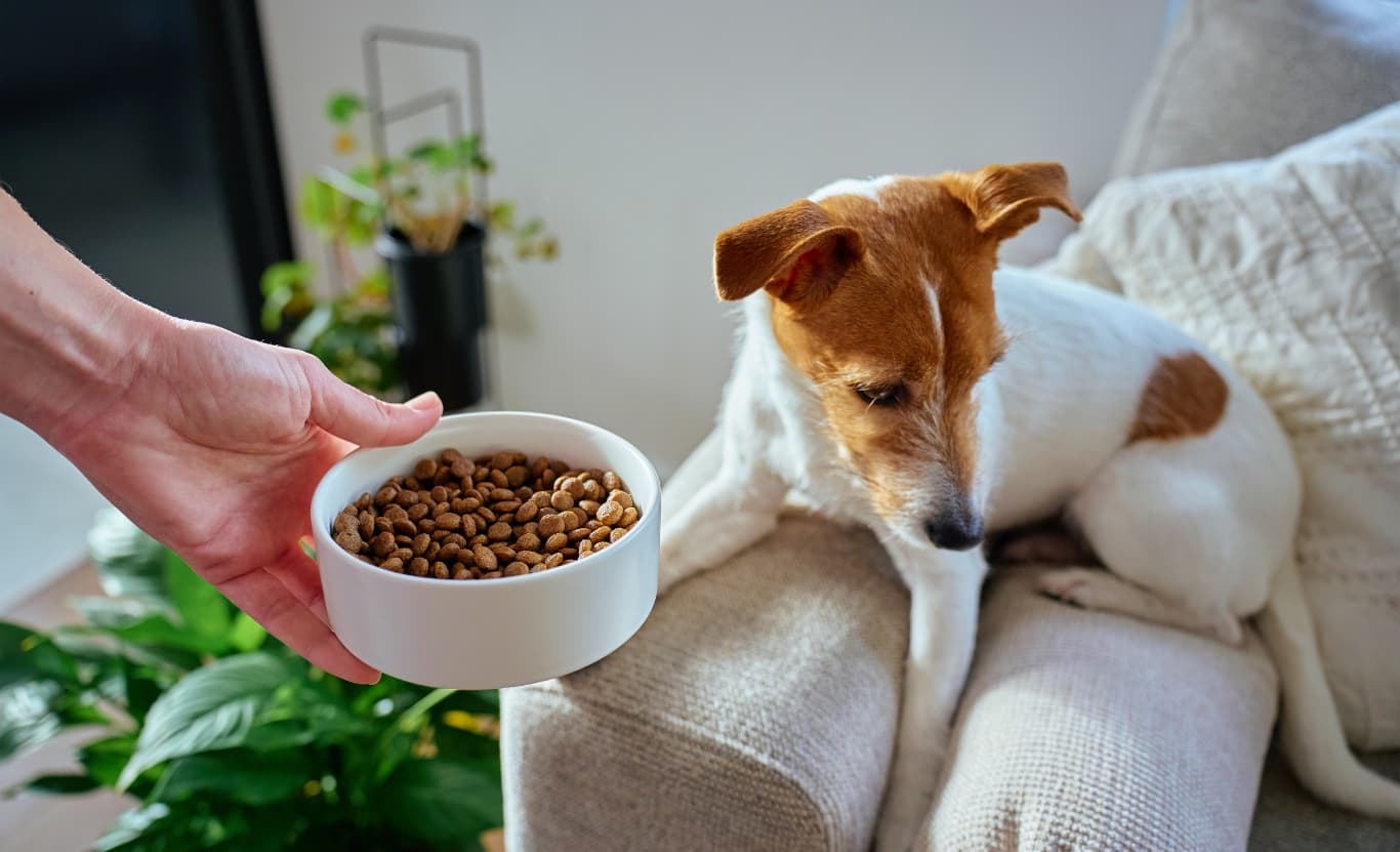 A Jack Russell terrier practicing food manners at home
