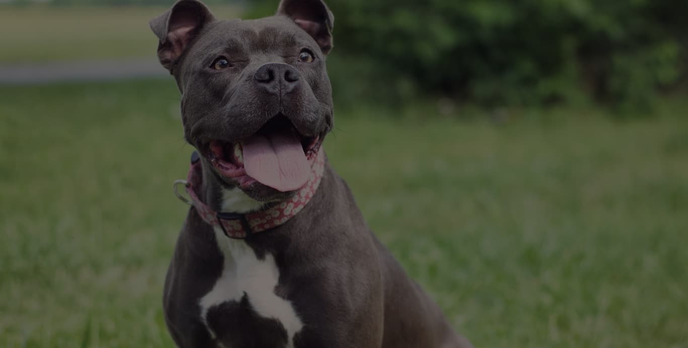 A muscular dark pit bull sitting alert and composed on grass