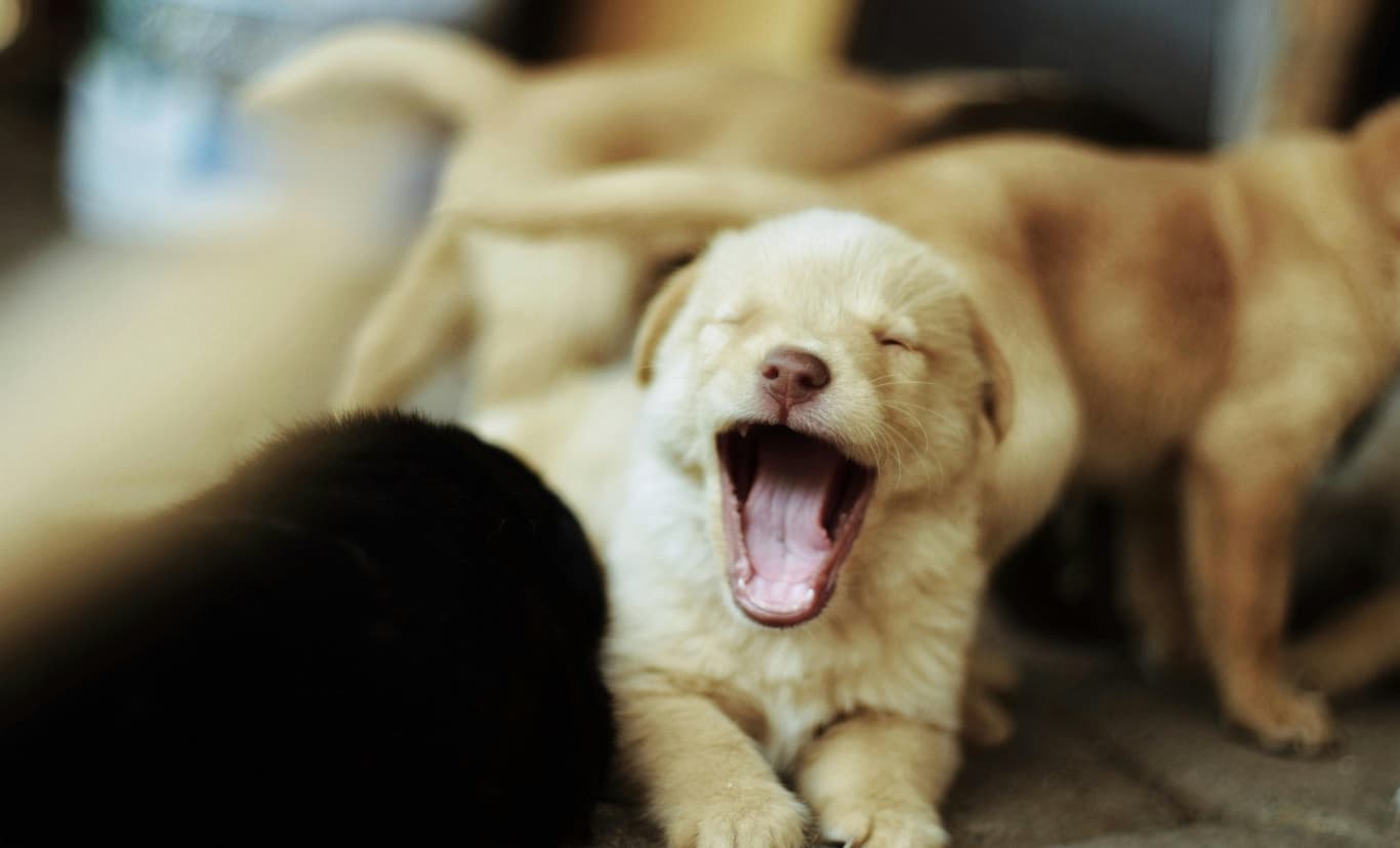 A yawning lab puppy lying beside its littermates